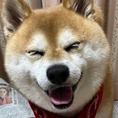 柴犬 ちいちゃん日記's profile picture