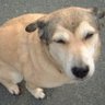 ポニー 的头像