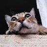 Profilbild von Amel