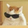 castoxity_nawis's profile picture