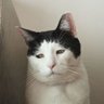 悲しみのネコ profil fotoğrafı