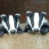 Фото профиля LairdElmski ( semi retired badger)