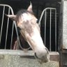 rosco. profil fotoğrafı
