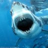Фото профиля Sharks64100