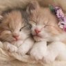 Profilbild von help cats