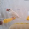 文鳥さん 的头像