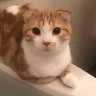 山本 profil fotoğrafı