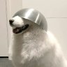Silver Bowl Head Dog's profile picture