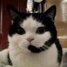 paullhu's profile picture