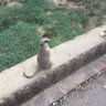 Momo 🇨🇵🇹🇷 profil fotoğrafı