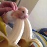 bb 的头像