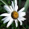 Sólo Diré Esto ✵ profil fotoğrafı