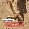 Hafeezullah's profile picture