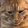 Profilbild von Shen