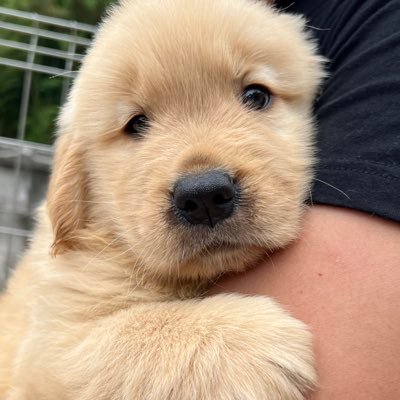 タイソン🐹ゴールデンレトリバー's profile picture