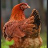M T's profile picture