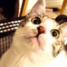 てんまま🐱plusめい profil fotoğrafı
