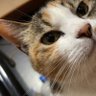 Фото профиля おにくさん