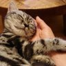 にゃんぴにゃん 的头像