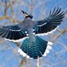 Jaybird profil fotoğrafı