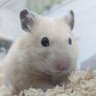 みい's profile picture
