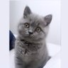 Crypto kitty👀👀👀👀👀 👀 profil fotoğrafı