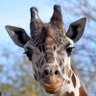 Carter Giraffe's profile picture