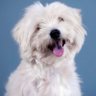 Dogs_Home_Gh profil fotoğrafı