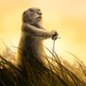 Фото профиля Trade Gopher 🇺🇦