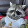 Profilbild von RaccoonMMA