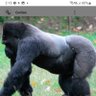 Javier Perez's profile picture