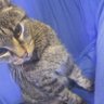 JoJo The Pizza Cat's profile picture