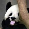 五隻小豬🐷 profil fotoğrafı