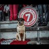 DNL profil fotoğrafı