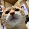 本木せんと 的头像