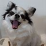 小太郎 的头像