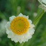 Profilbild von 花言葉