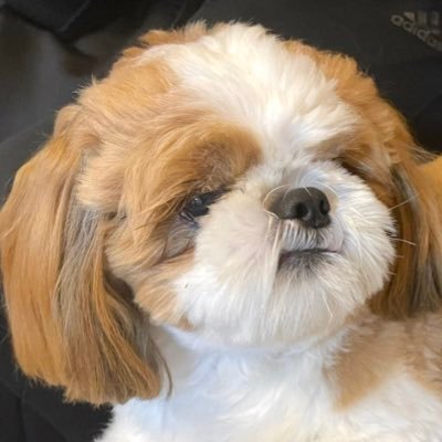 ぽこ's profile picture