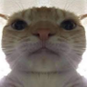 Profilbild von kvaratskhelia
