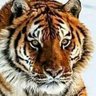 Profilbild von anchavankeulennasution9b