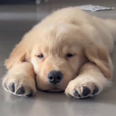 Gluneko_1's profile picture