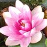 🇯🇵nalomaなろまと読みます🌹 的头像