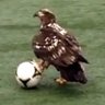 Profilbild von USAsoccerDude