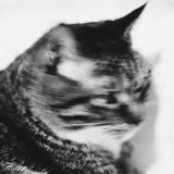wong2's profile picture