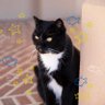 heremeowucla profil fotoğrafı