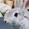 レジスト(®️ezisuto) profil fotoğrafı