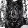 Фото профиля Fenrir