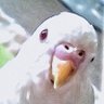ぴちおInfinity profil fotoğrafı
