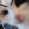iki.'s profile picture