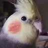 subaちゃん takeちゃん 的头像